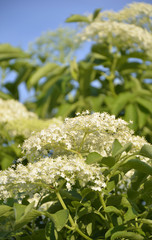 Sambucus nigra