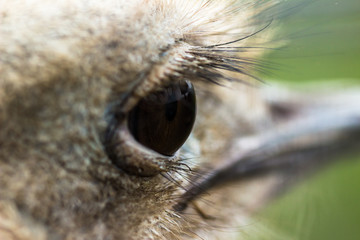 Eye ostrich, selective focus