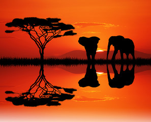 Fototapeta na wymiar elephants in the junglee
