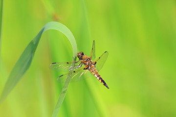Libellula quadrimaculata asahinai in Japan 