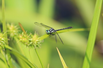 Trigomphus melampus in hiroshima,Japan