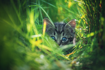 Obraz premium kitten