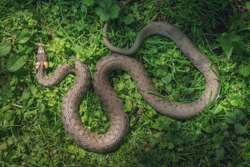snake