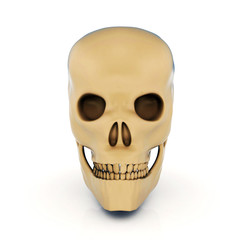 3d glossy human skull