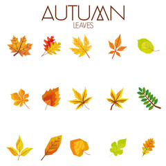 Fototapeta na wymiar Set Of Different Abstract Autumn Leaves