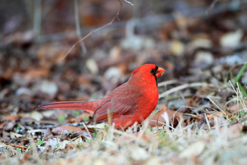 Northern Cardinal 