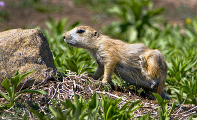 Prairie Dog.