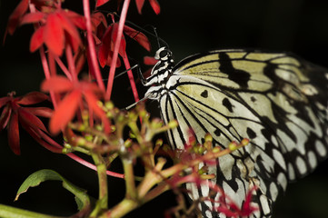 Fototapeta na wymiar Rice Paper Butterfly