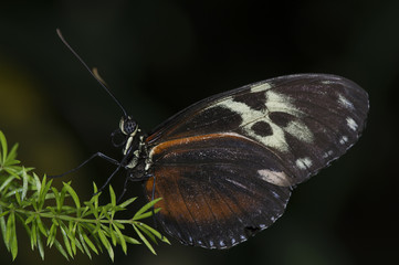 Tiger Longwing