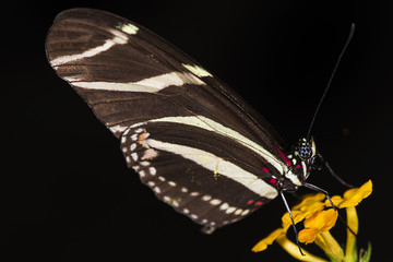 Fototapeta premium Zebra Longwing