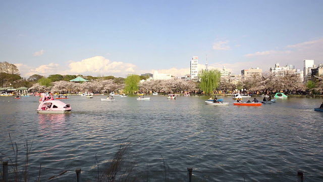 上野公園 満開の桜