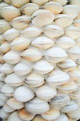 Sea Shells Decoration Background
