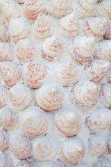 Sea Shells Decoration Background