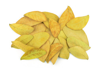 Fototapeta premium Yellow leaves Isolated on white.