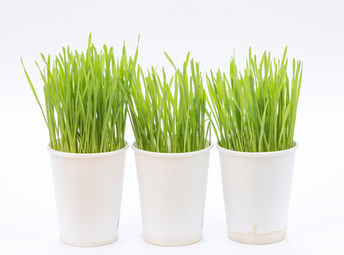 Wheat Grass Isolated On White Background