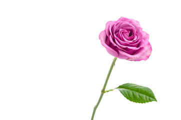 Pink rose isolated on white