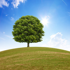 Baum auf einem Hügel
