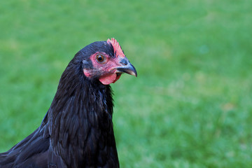 Close up photo of Black Australorp hen