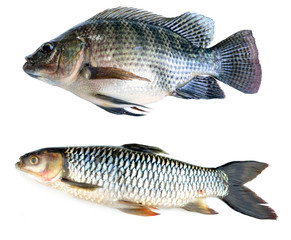 Fresh fish isolated on a white background
