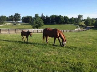 Horse with her foal 