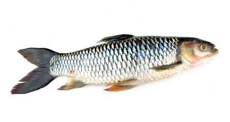 live barb over white background