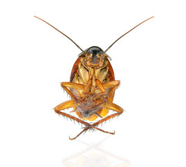 Dead cockroach isolated on a white