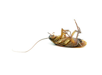 Dead cockroach isolated on a white