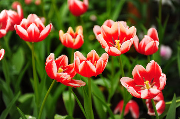 Tulips in Garden