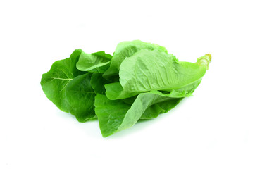 Cos Lettuce on White Background