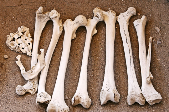 Ancient Human Bones - Femur and Jaw