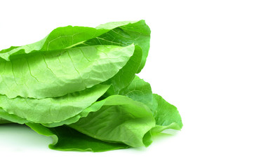 Cos Lettuce on White Background