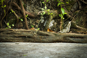 Old concrete floor in front of old root wall background