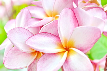 Fototapeta na wymiar white and pink plumeria flowers