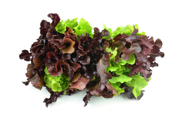 fresh green lettuce leaves isolated on white