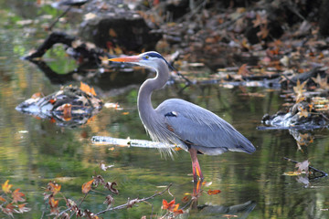 Great Blue Heron (Ardea herodias)