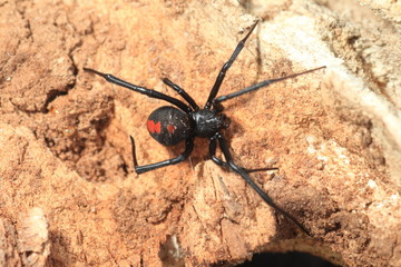 Red-back widow spider (Latrodectus hasseltii) in Japan