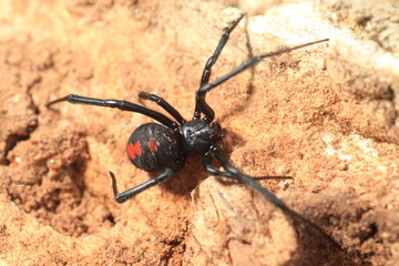 Red-back widow spider (Latrodectus hasseltii) in Japan