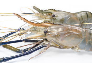 raw fresh lobster prawns