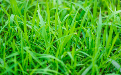 Tropical green grass