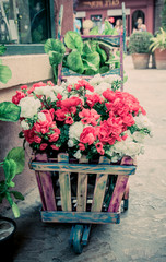 Fototapeta na wymiar colorful flowers in the wheelbarrow