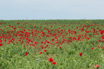 Spring flowers - red on green