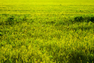 Plain Green Field