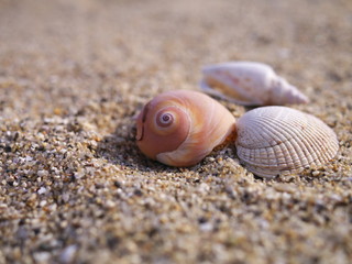 浜辺の貝殻