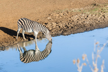 Fototapeta na wymiar Zebra Waterhole Mirror Double Wildlife Animal