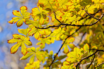 leaves in the park