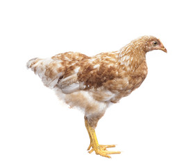 side view of brown hen standing isolated white background