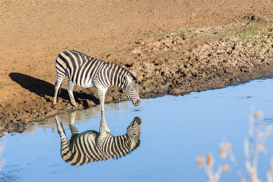 Zebra Water Mirror Reflections Wildlife Animal