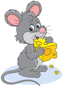 Little grey mouse gnawing a piece of cheese