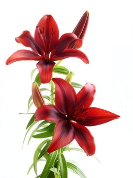 Red Lily Isolated