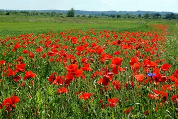 red flowers of poppy field